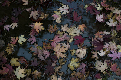 Close-up of maple leaves during autumn