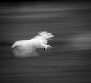 View of bird swimming in sea