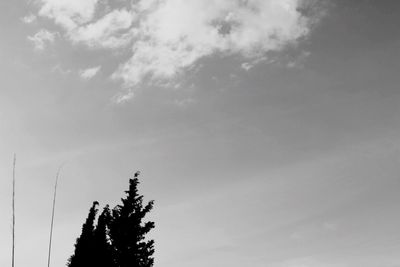 Low angle view of tree against sky