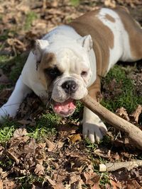 High angle view of bulldog chewing on a stick