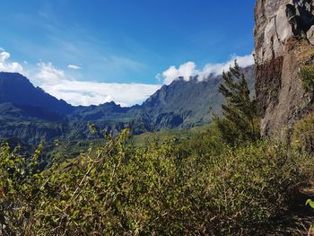 Plants growing on land against sky