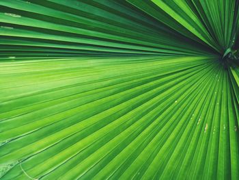 Full frame shot of palm leaves