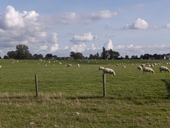 Sheep grazing in a field