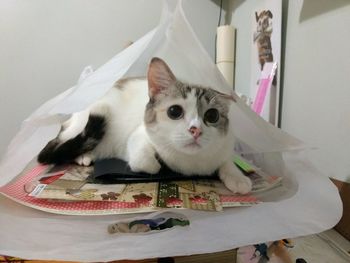 Portrait of cat sitting on table at home