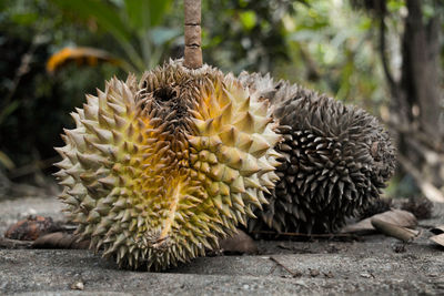 Close-up of durians outdoors