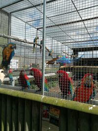 View of birds in cage