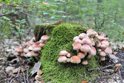 Close-up of mushrooms growing on moss covered tree stump