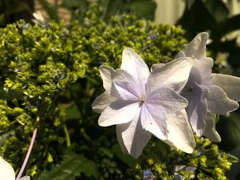 Close-up of white flowering plant