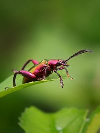 Close-up of insect on leaf