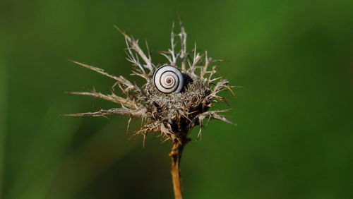 Close-up of a flower