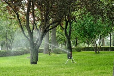 Trees in park