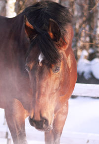 Close-up portrait of horse standing on snow covered field
