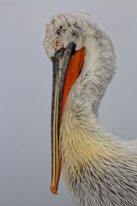 Close-up of a bird