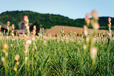 Close-up of flowering tuberose plants on field