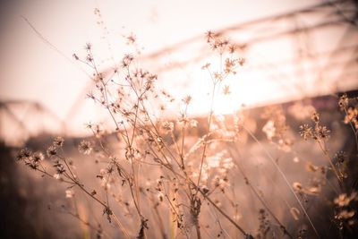 Close-up of flowering plants on field against sky