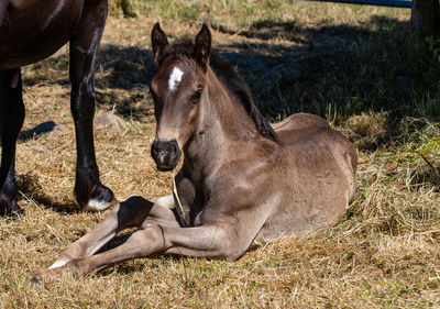 Horses in a field