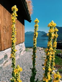 Yellow flowering plants by building against sky