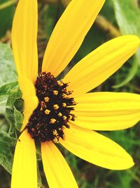 Close-up of yellow flower