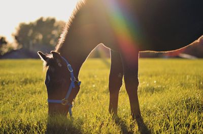 Horse on grazing field during sunset