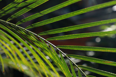 Close-up of palm leaf