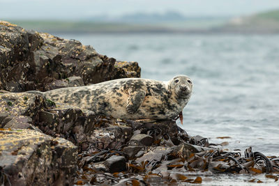 View of animal on rock at beach