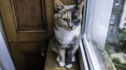 Close-up portrait of cat