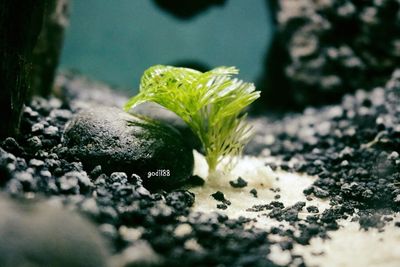 selective focus