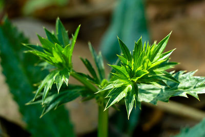 Close-up of fresh green leaves