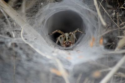 Close-up of spider on web