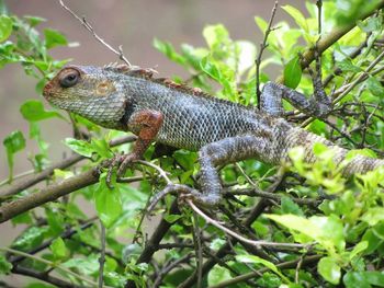 Close-up of lizard on tree