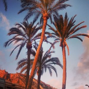 Low angle view of palm tree against sky