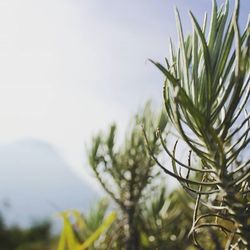 Close-up of plant against blurred background