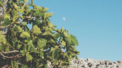 Low angle view of tree against blue sky