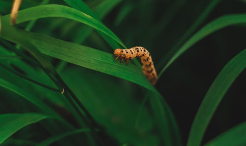 Close-up of insect on leaf