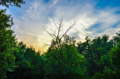 Low angle view of trees against cloudy sky
