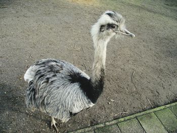 Close-up of young bird