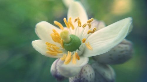 Close-up of flower blooming outdoors