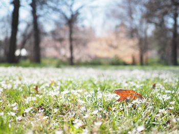 Surface level of grassy field