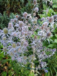 Close-up of flowering plants