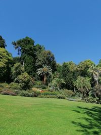 Scenic view of trees against clear blue sky