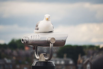 Close-up of seagull against sky