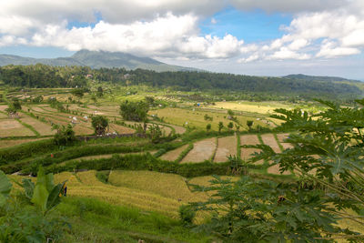 Scenic view of agricultural field against sky