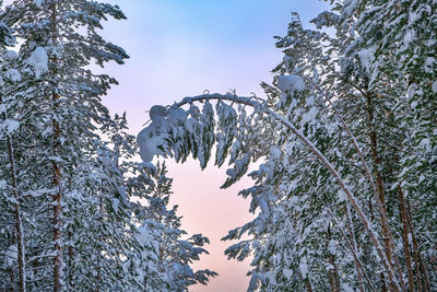 Low angle view of trees