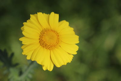 Close-up of yellow flower