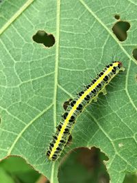 Close-up of insect on leaf