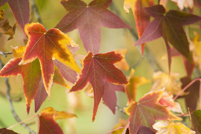 Close-up of maple leaves on plant