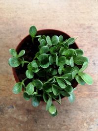 High angle view of potted plant on table