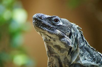 Close-up of iguana