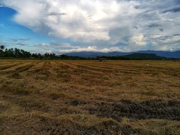 Scenic view of field against sky