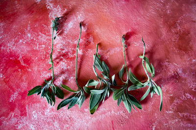 Close-up of fruits